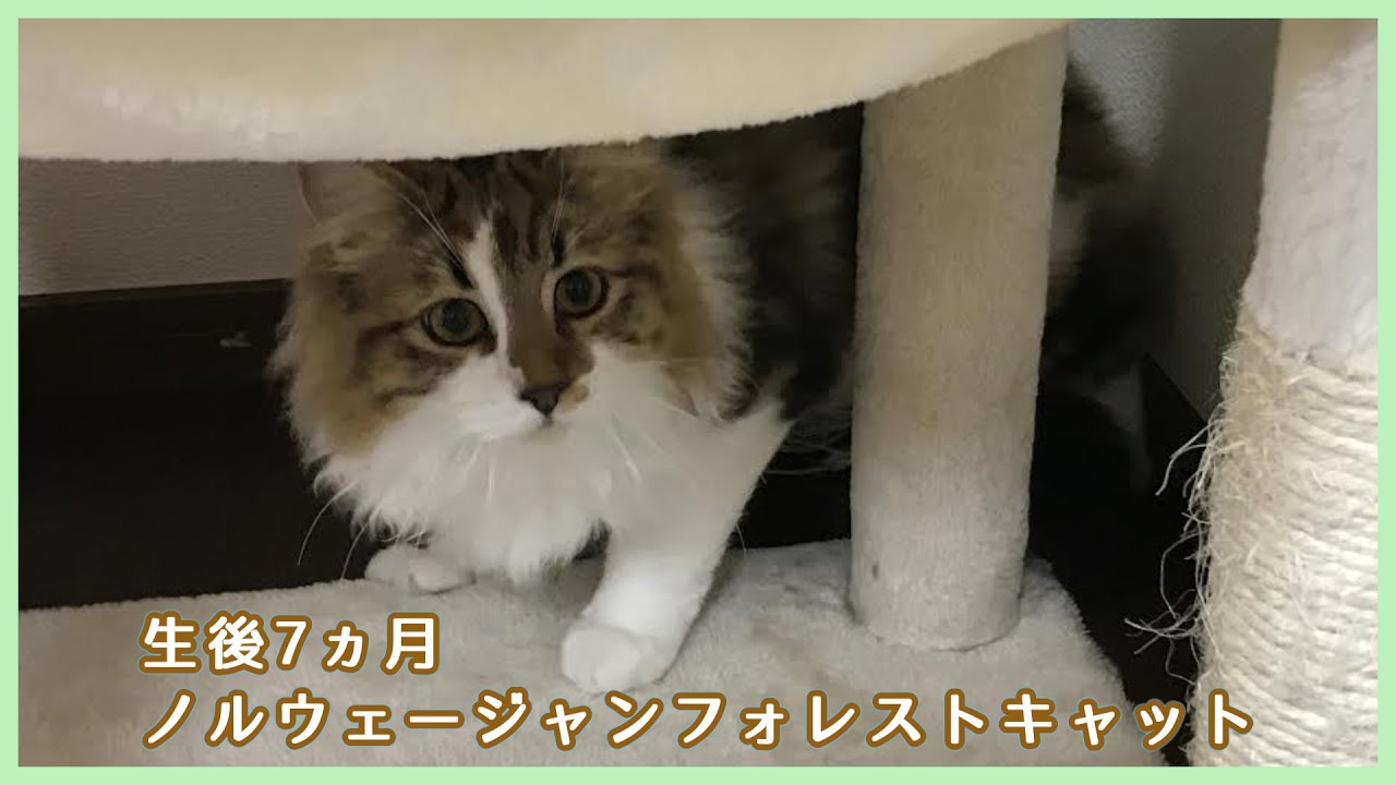 【猫と去勢手術（後編）】やんのかステップ発動【ノルウェージャンフォレストキャット】