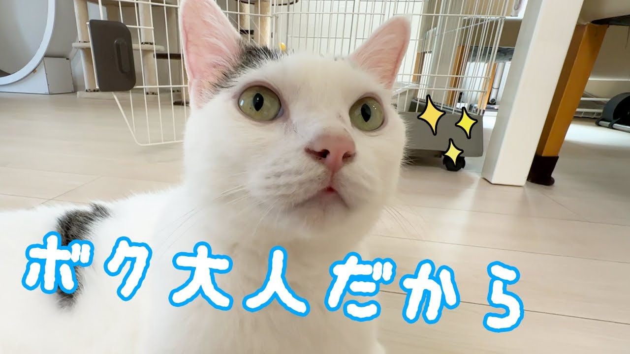 子猫の前では大人になり姉猫の前では末っ子になる猫チロさん