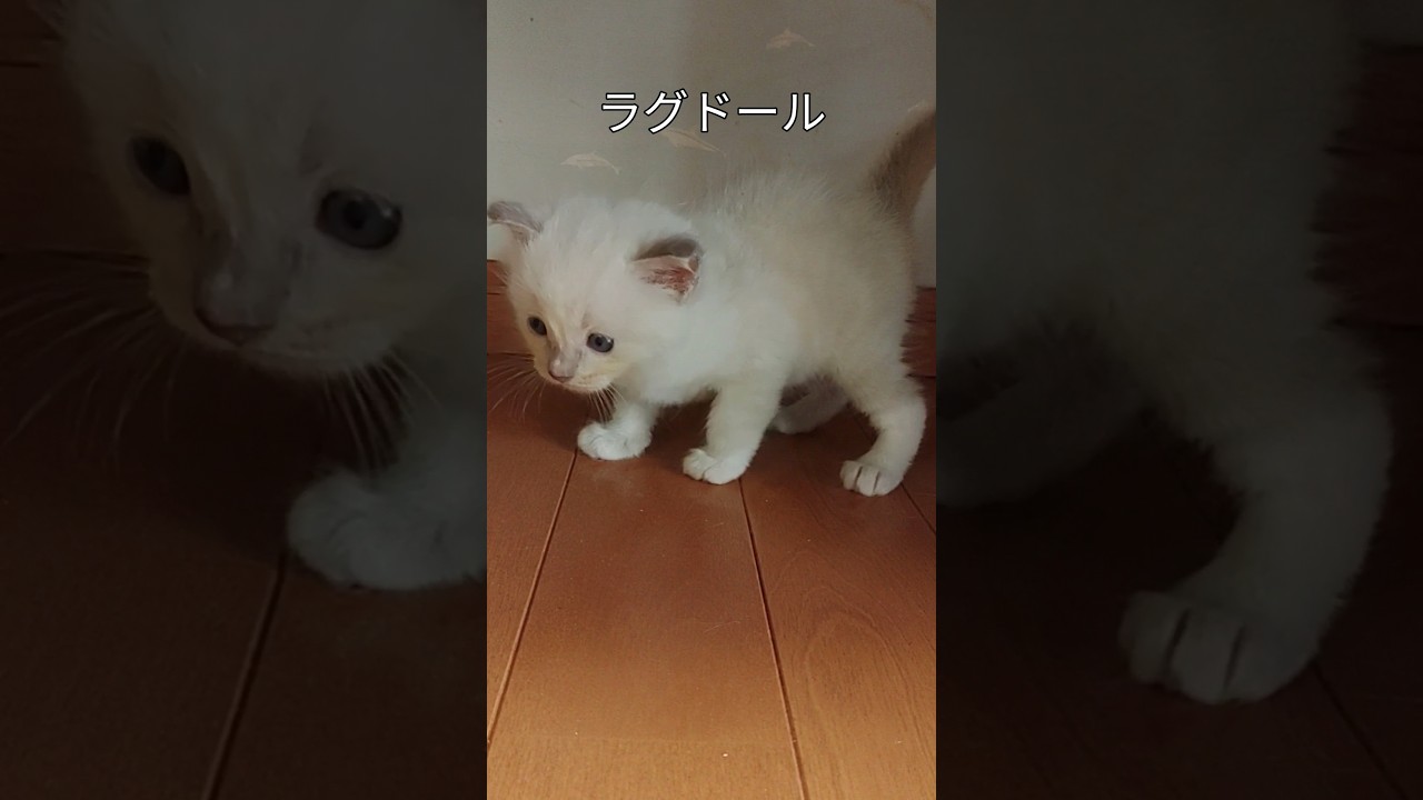 #ヨチヨチ#ラグドール#子猫