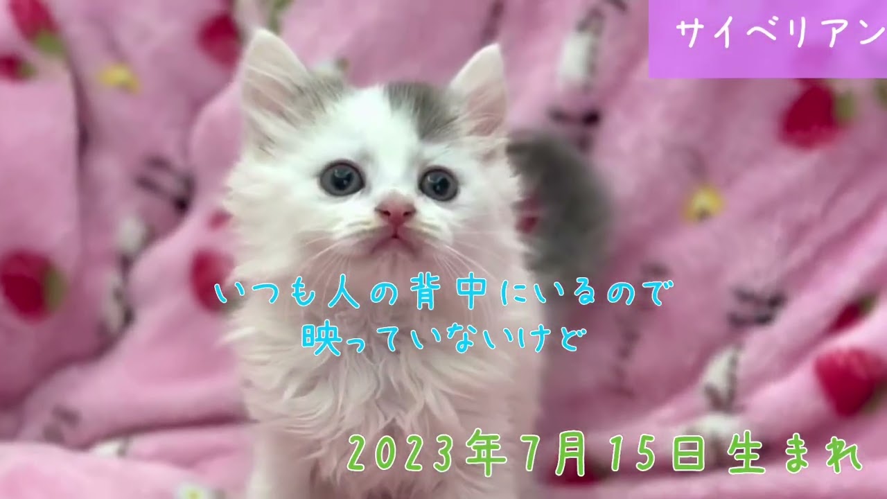 【ナナハチ’s ROOM】ボンベイ&サイベリアン　20230910