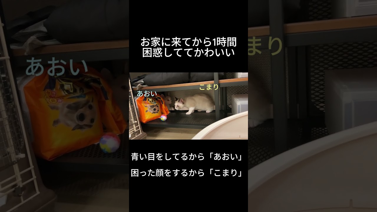 生後3か月の子猫の名前を紹介するよ！#shorts #猫 #子猫 #保護猫 #白猫 #かわいい #カップル #シャムミックス #猫のいる暮らし
