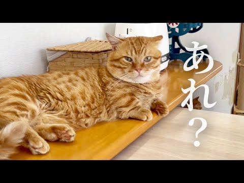寝過ぎて顔の形が変わってるぽちゃくん #猫 #マンチカン