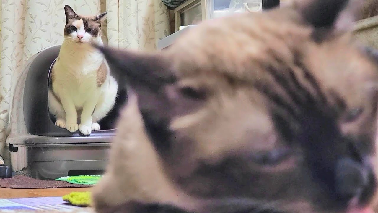 「トイレまだかいな」って後ろを確認するシャム猫が渋すぎる🤭