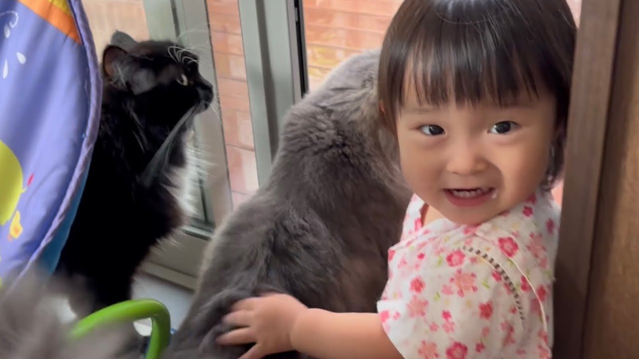 一歳児から激しくモフモフされる猫　ノルウェージャンフォレストキャット　A cat being vigorously stroked by a one-year-old child