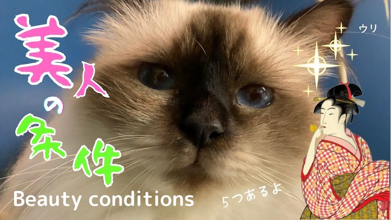 美人バーマン猫ウリ【美人の条件】Beauty conditions（バーマン猫）Birman/Cat