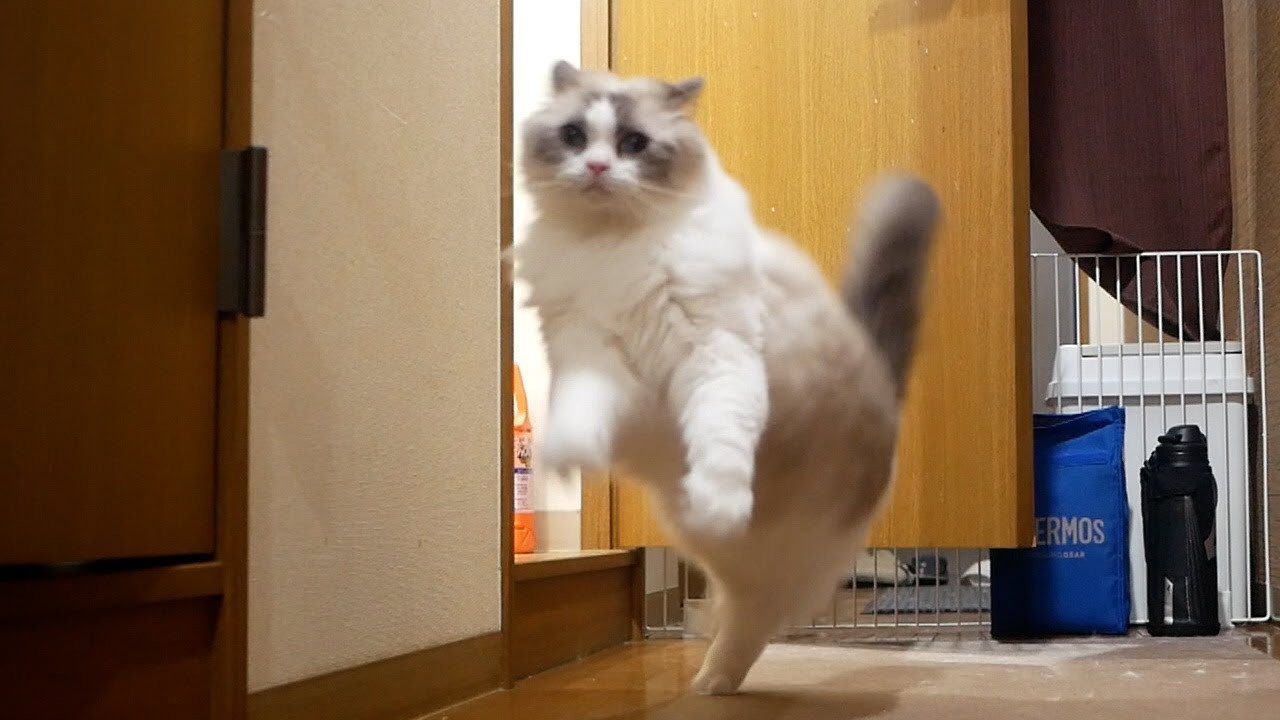 2週間ぶりに仕事でいなくなった飼い主が帰宅したら、猫が大喜びでお出迎え☺