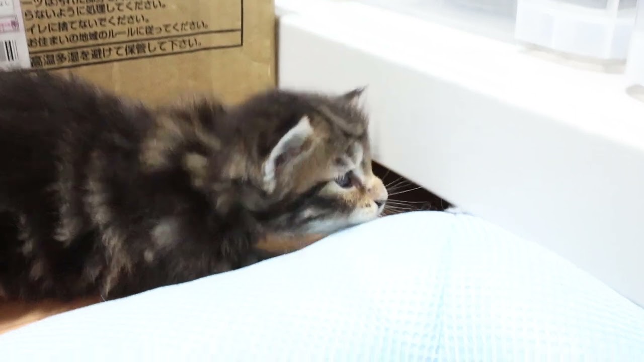 生後25日ブラウンのメインクーン赤ちゃんクリス君