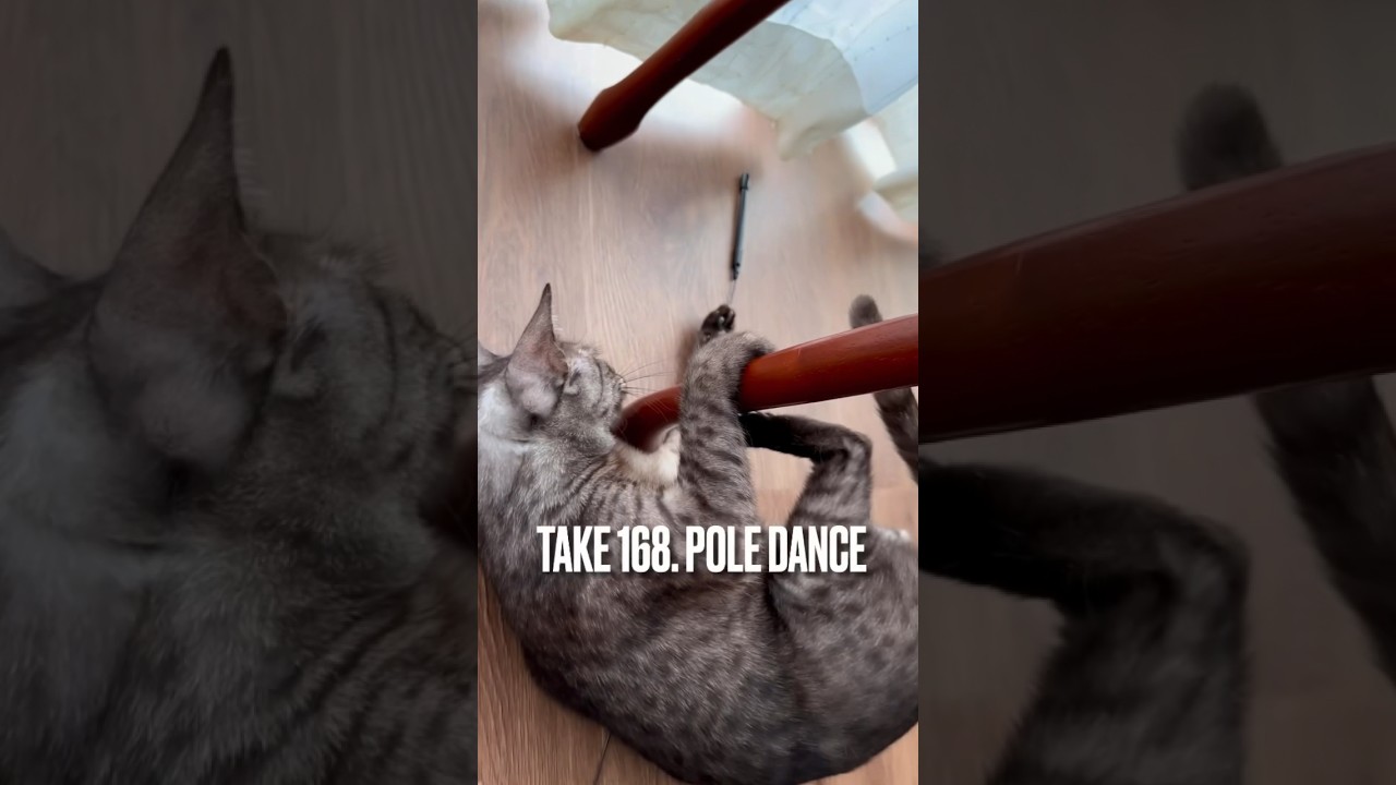【#ポールダンス女子 にゃん❗️】#poledancing #poledance #ポールダンス #猫 #猫動画 #エジプシャンマウ #shorts
