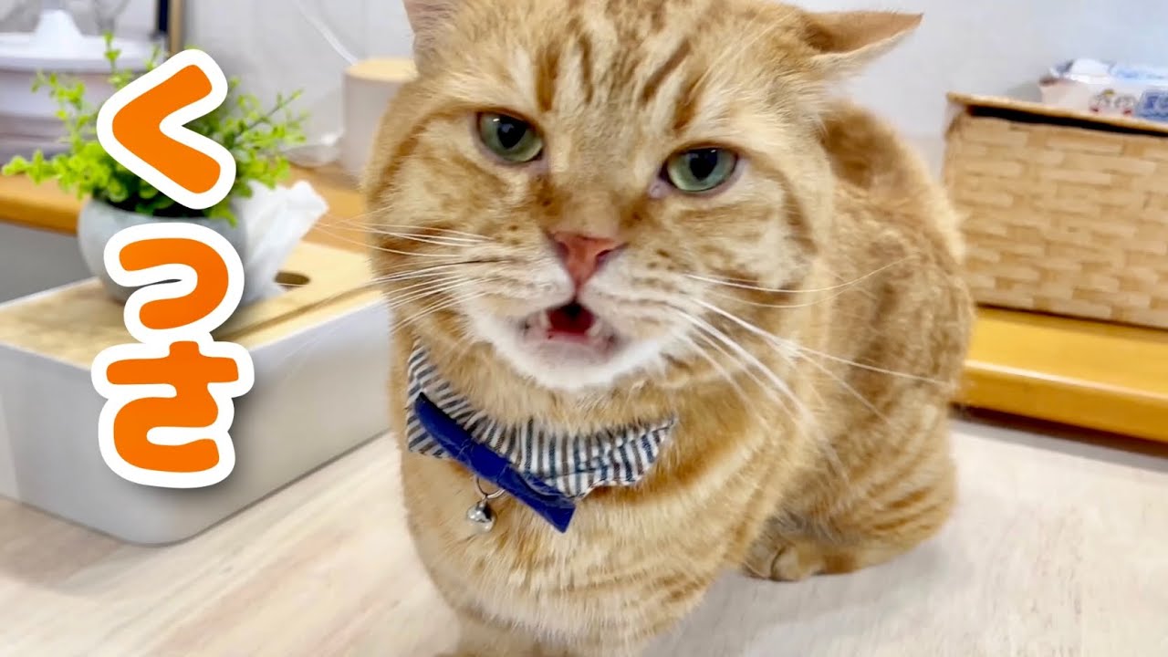 茶々パパの甘えタイムにおぎんくん乱入！おぎんくんのお尻の匂いを嗅いだ茶々パパの顔が...！ #猫 #マンチカン