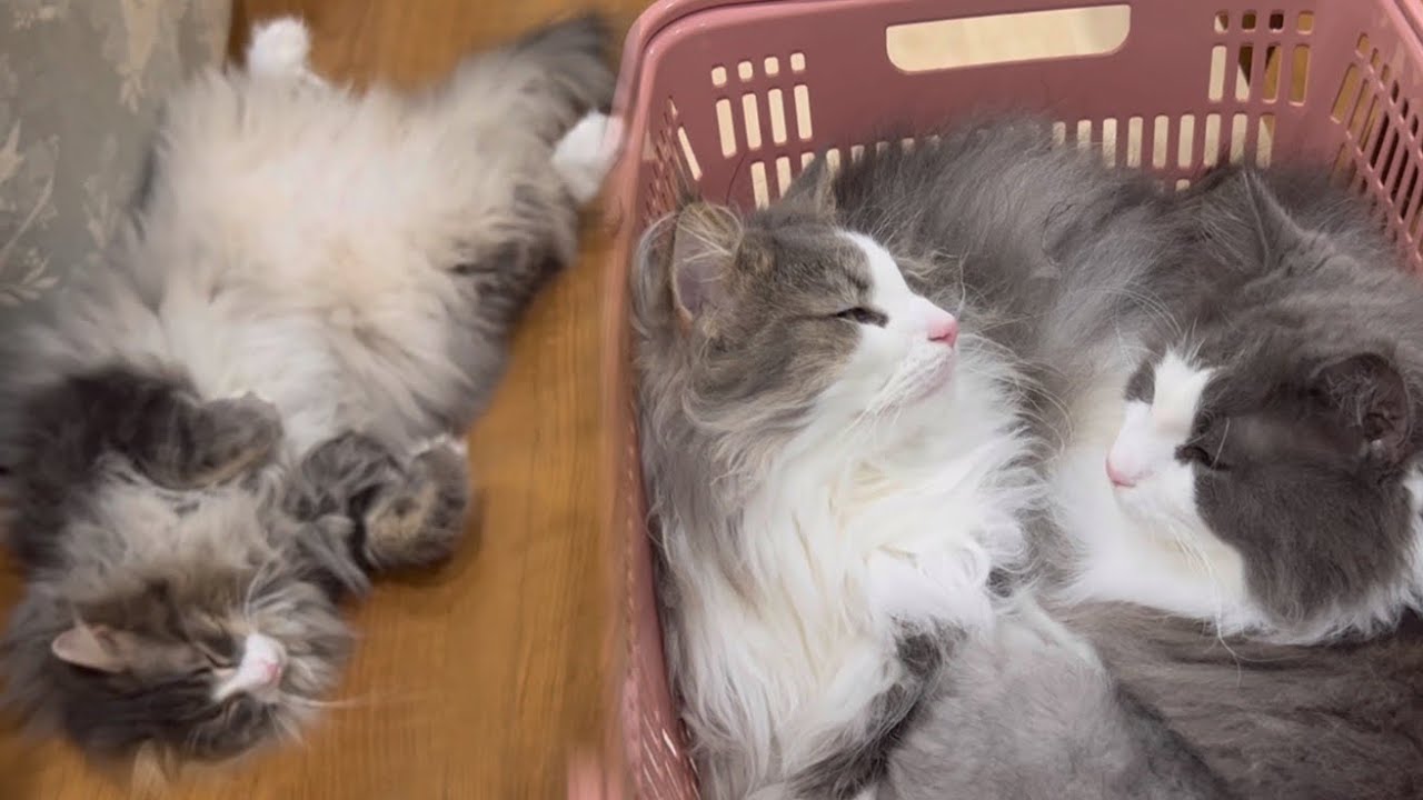 【本当の兄弟はどっち??】兄弟よりそっくり仲良しノルウェージャンフォレストキャットwww