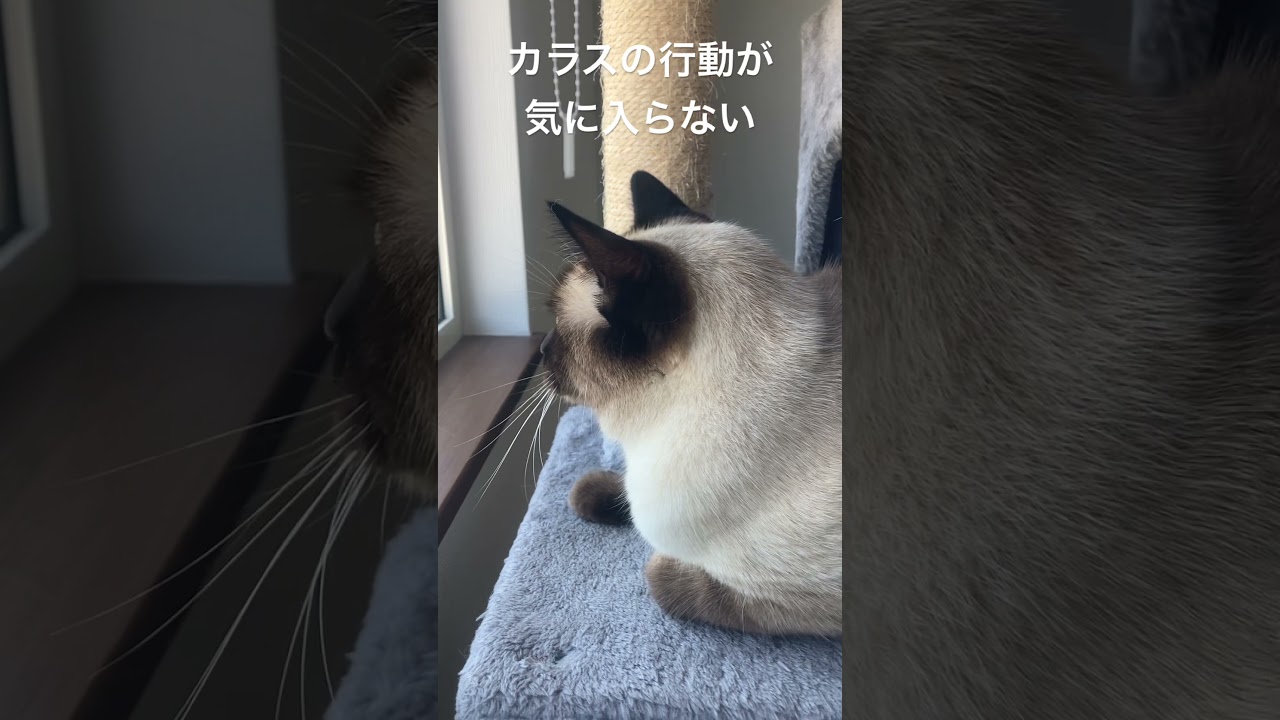 【シャム猫】何か文句の様なことをブツブツ言ってる…
