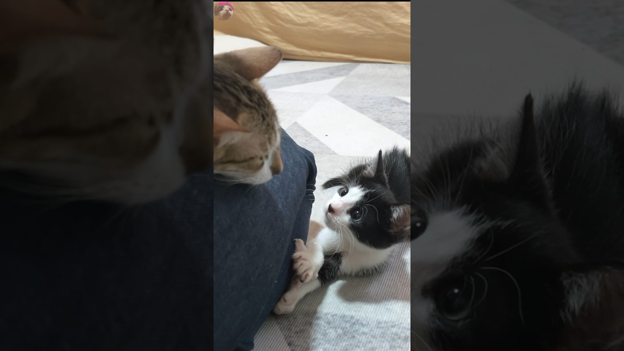 Rescued kitten concerned about the condition of old kitten who had surgery #shorts