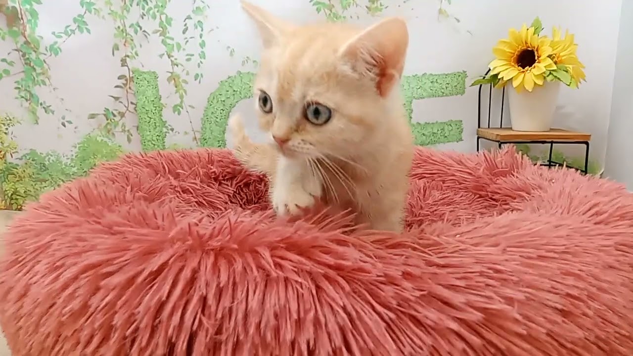 647358 スコティッシュフォールド