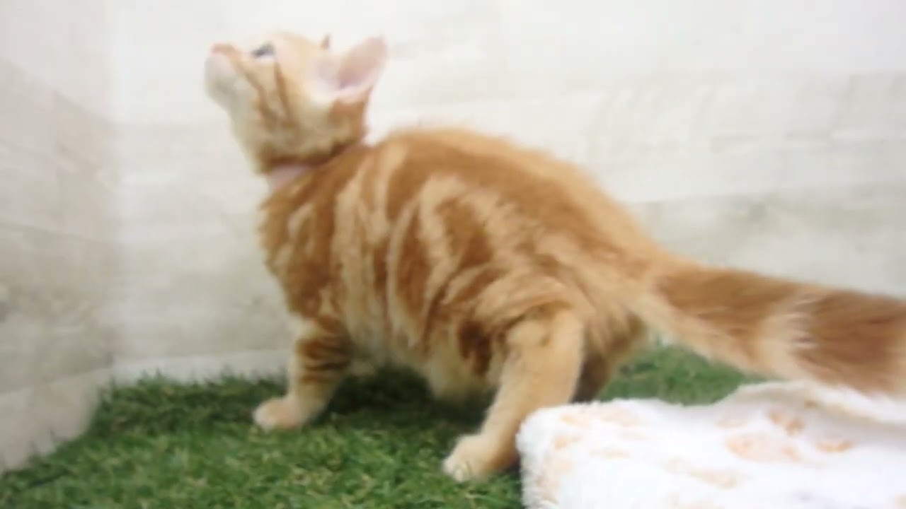 Coo&RIKU　No00648263 アメリカンショートヘアー