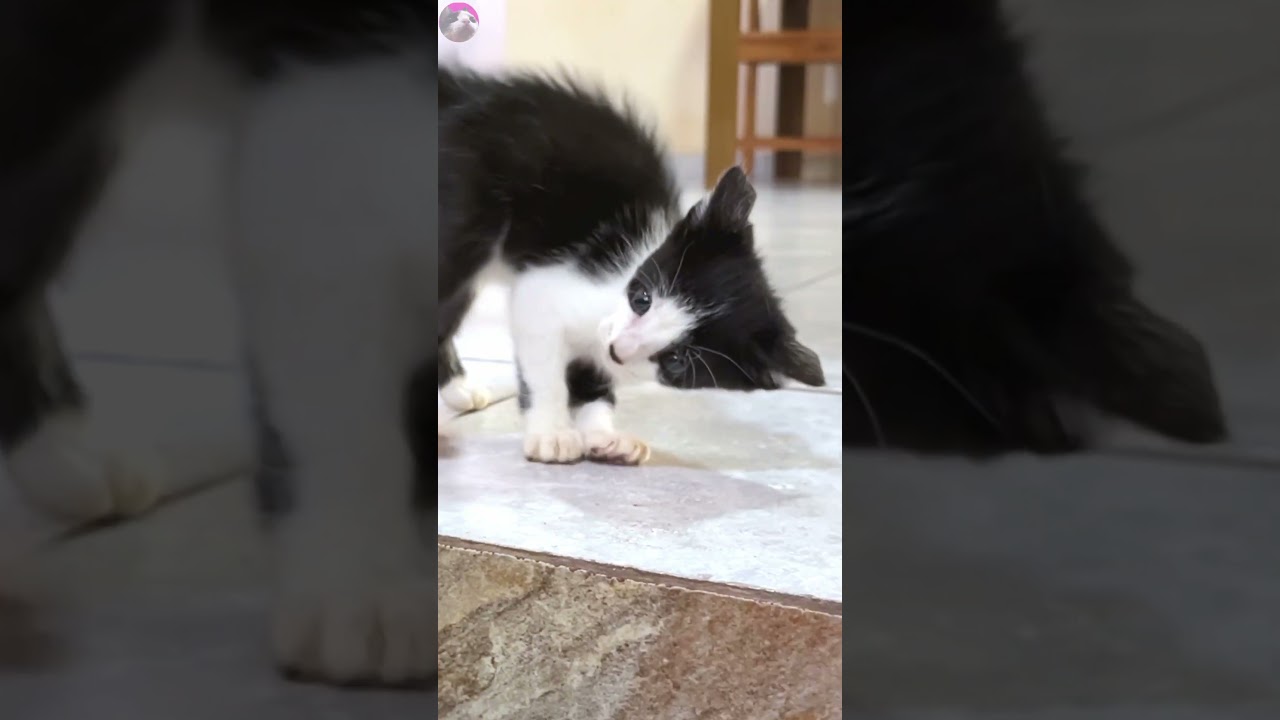 A rescued kitten talking to a big cat at their first meeting Vol.2 #shorts