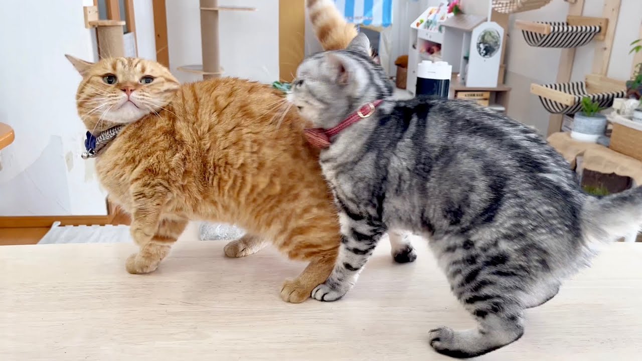 飛んで着地した場所があいちゃんの目の前だった茶々パパ #猫 #マンチカン