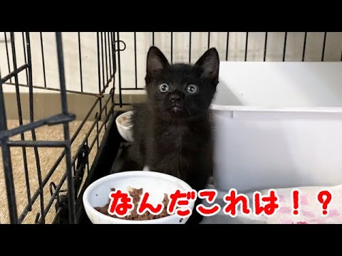 初めて黒缶を食べた保護子猫の反応