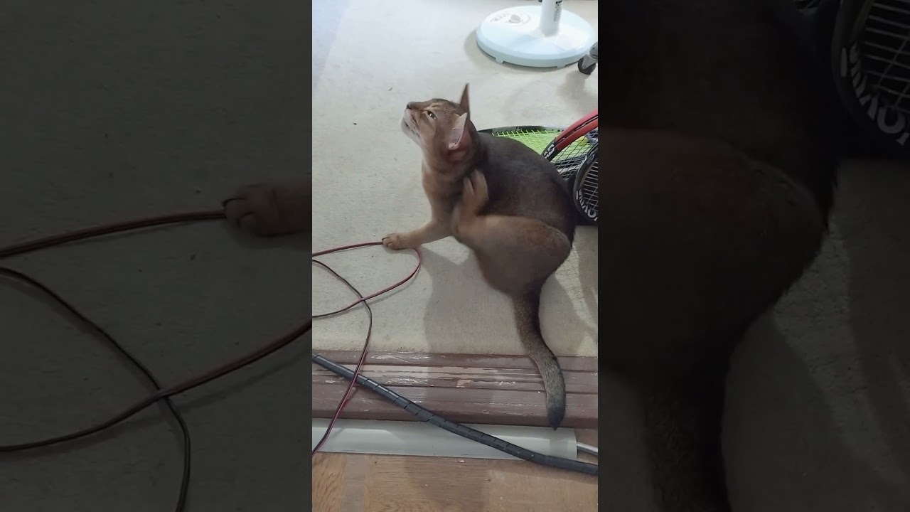 ネコ動画あび#2033　#shorts　あびの毎日　アビシニアン　あび