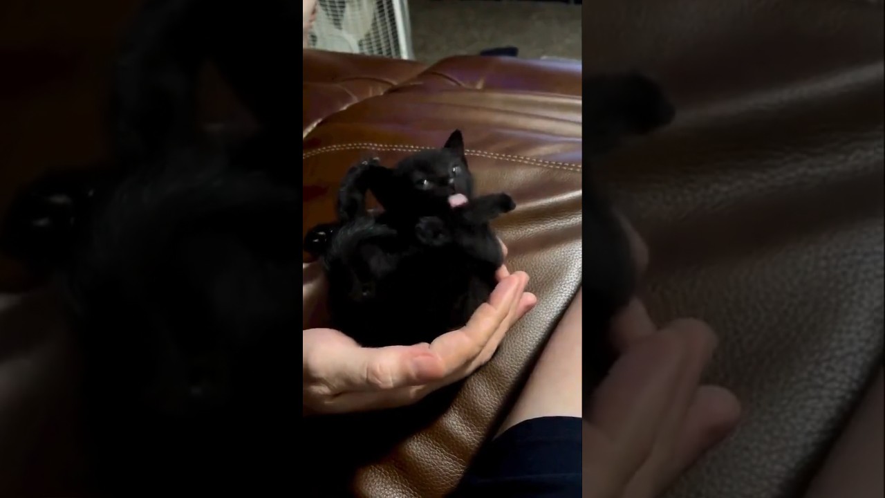 【手のひらサイズ】黒猫の子猫がかわいすぎた#shorts