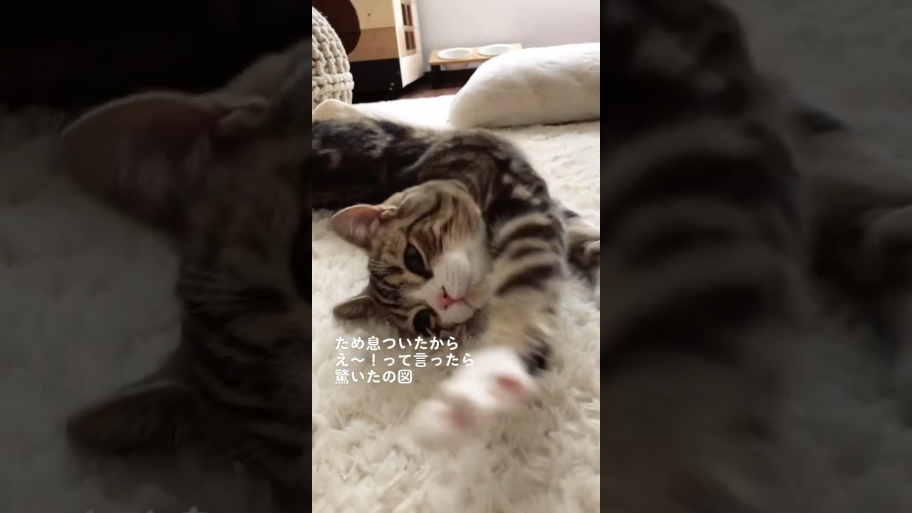 返事希望#shorts #猫 #なっつ