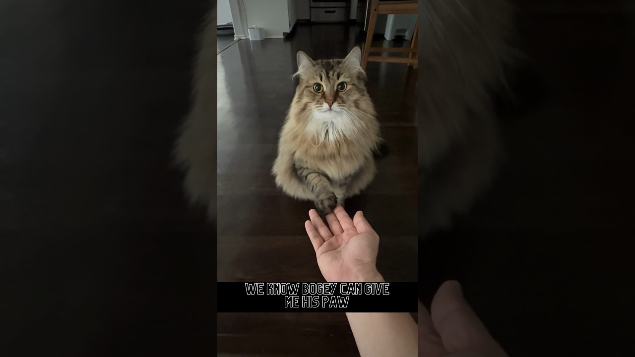 Siberian Cat knows ‘paw’. But can he  learn ‘nose’