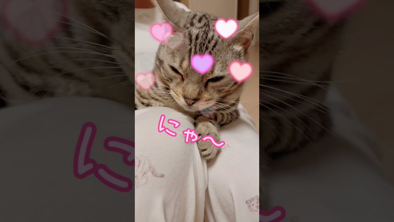 猫のしっぽの付け根を触ると喜ぶ理由はこちらです😊#shorts