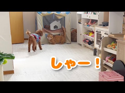 破壊王子、トイプードルをしりぞける。 #猫 #マンチカン