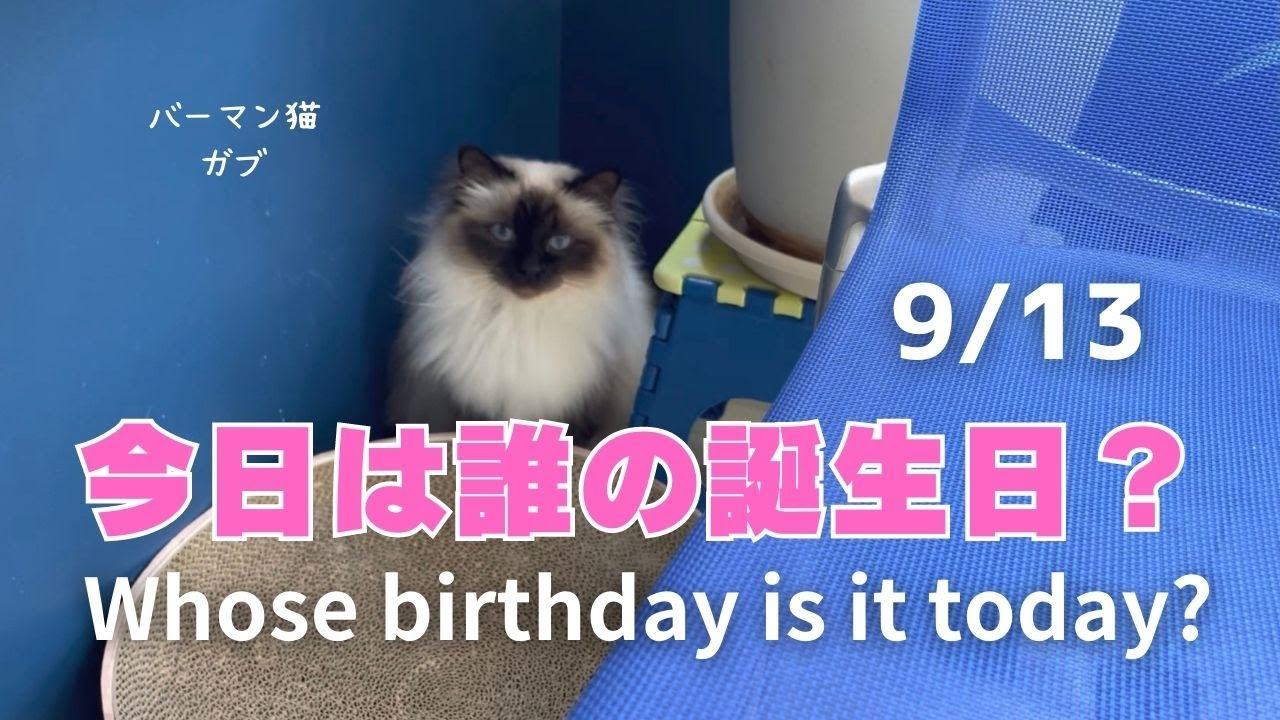 バーマン猫ガブ【今日は誰の誕生日？】Whose birthday is it today?（バーマン猫）Birman/Cat
