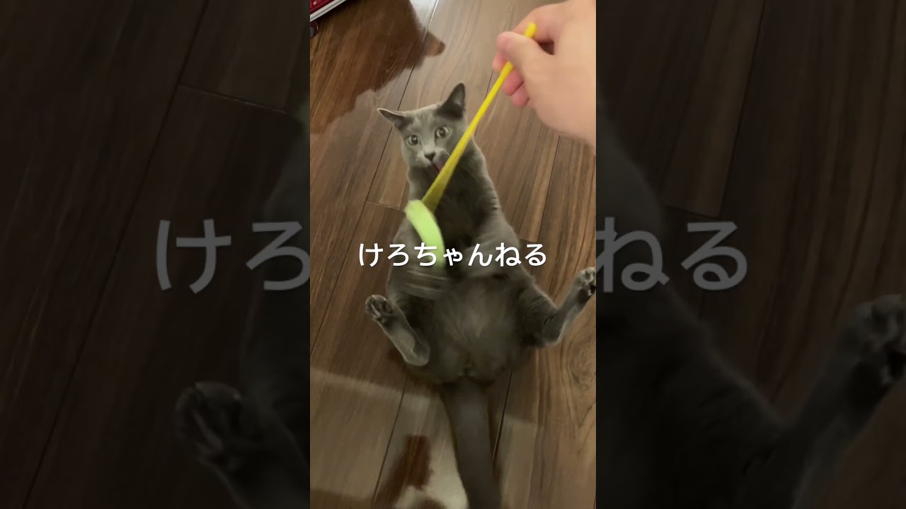 じゃらしに大興奮してる猫#cat #catlover #猫のいる暮らし #russianblue #ロシアンブルー #かわいい #ねこ #ねこのいる生活 #猫動画 #猫