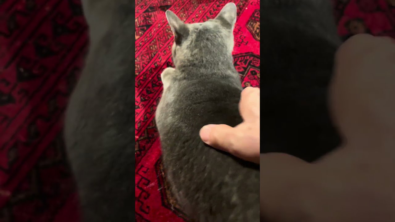 #風の猫　深夜..　土間でゴロンして..　おしりトントンされる猫...　#shorts