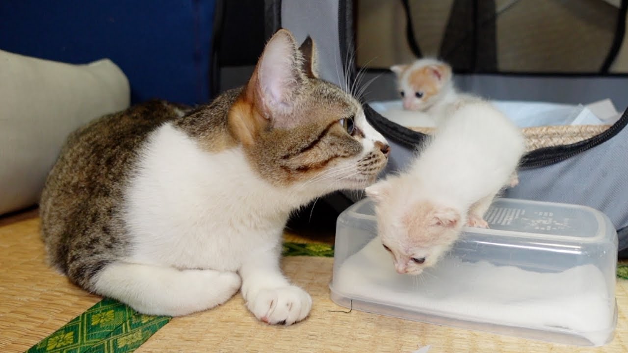3兄妹のお世話がしたい姫さま