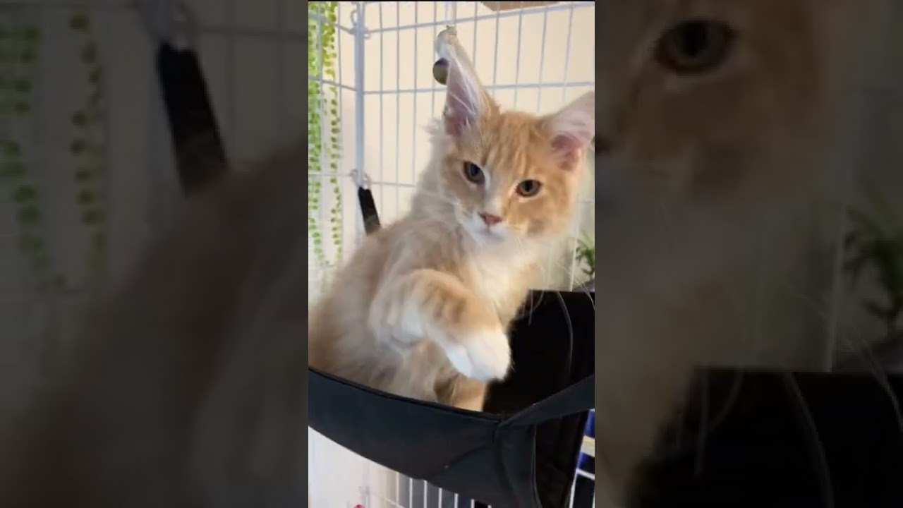 メインクーンの子猫　２ヶ月でこんなに育つ　#shorts