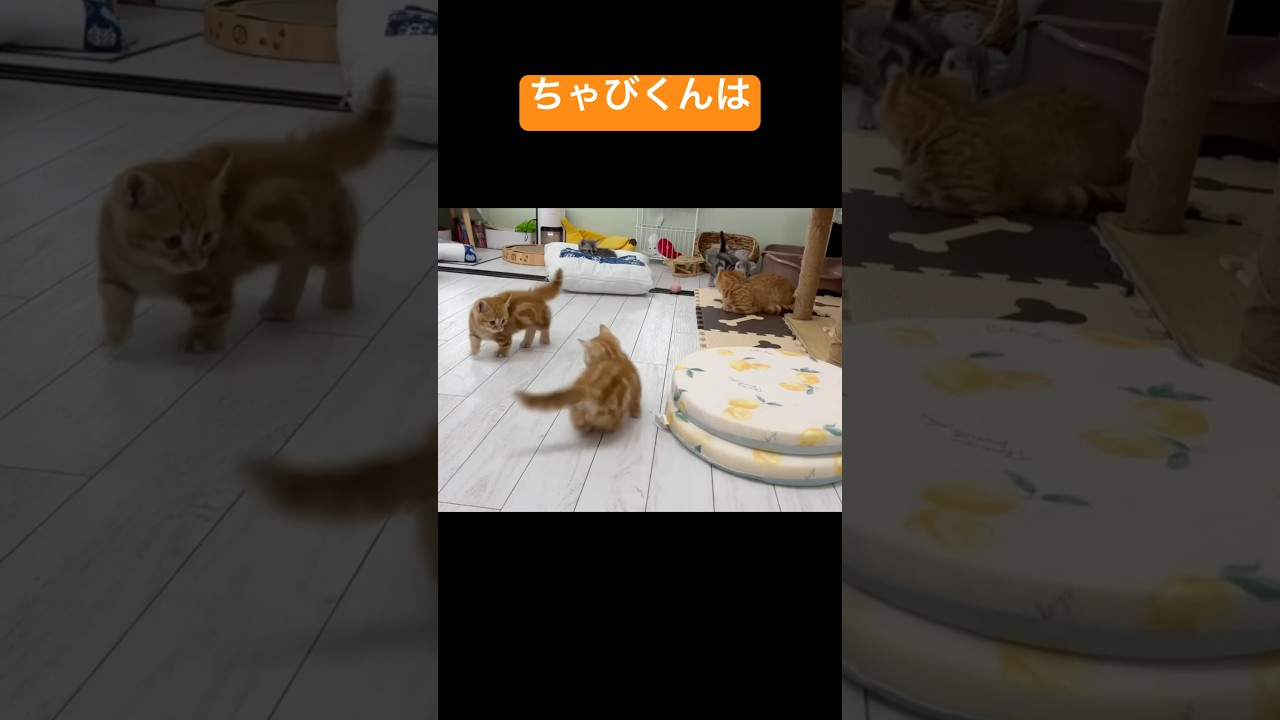 ちゃびくんは子猫の頃から『やんのかステップ』が下手くそです #猫 #マンチカン #shorts
