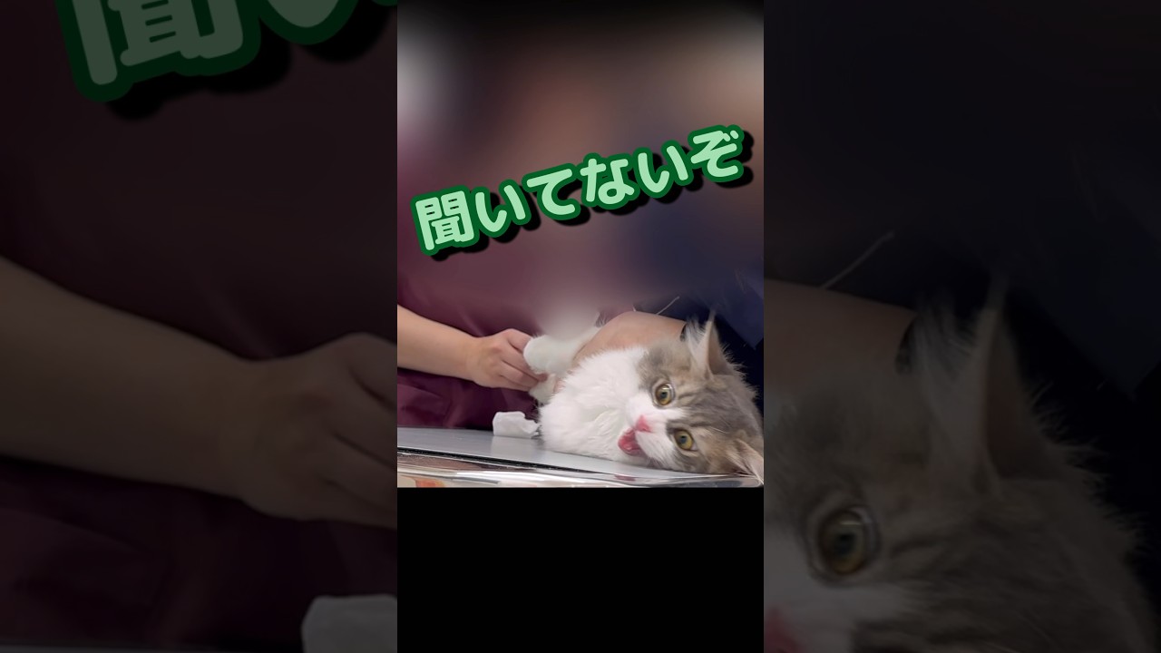 病院で何かをされる子猫　サイベリアン　もふもふ　可愛すぎる