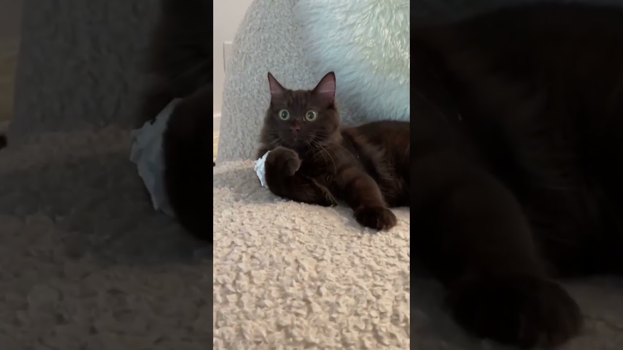 Cute Brown Cats #cat #kitten #shorts #cute