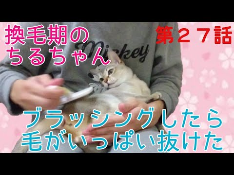 【シンガプーラ】換毛期の猫をブラッシングしてあげた