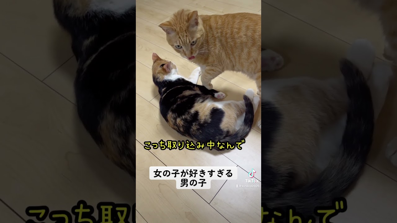 女の子が好きすぎる犯罪一歩手前の男の子