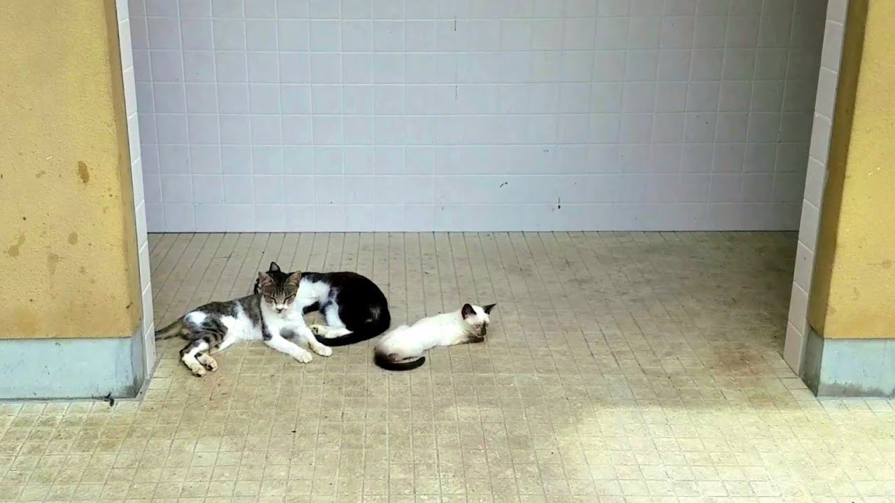 暑い中公衆トイレの前でぐったりしてたシャム子猫達を涼しい場所へ誘導した結果