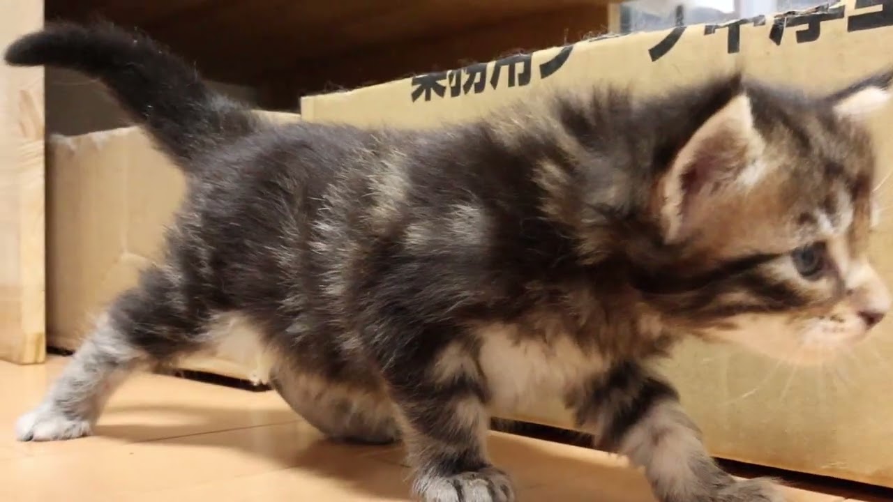 生後25日ブラウンのメインクーン赤ちゃんクリス君