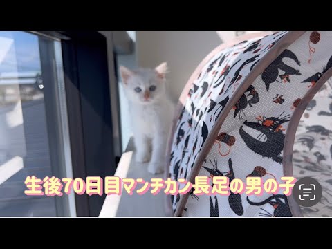 生後70日目【マンチカンこねこ】#munchkin #munchkinkitten #マンチカン長足 #子猫動画#子猫#kitty#kitten#猫#マンチカン専門#明るい子猫#マンチカン専門#再投稿