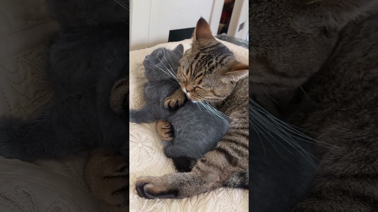 MAMÁ, OK, YA SOY GRANDE, MIENTE PEQUEÑA, MAMÁ SABE MEJOR😺🫰