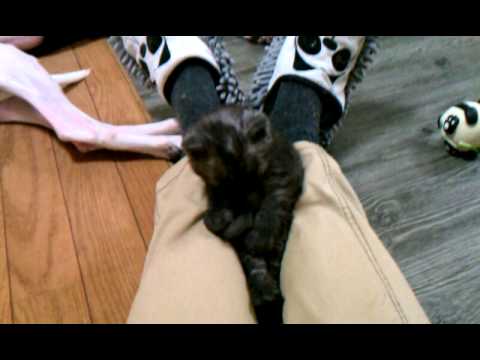 Selkirk Rex kittens DOB Jan9,2012