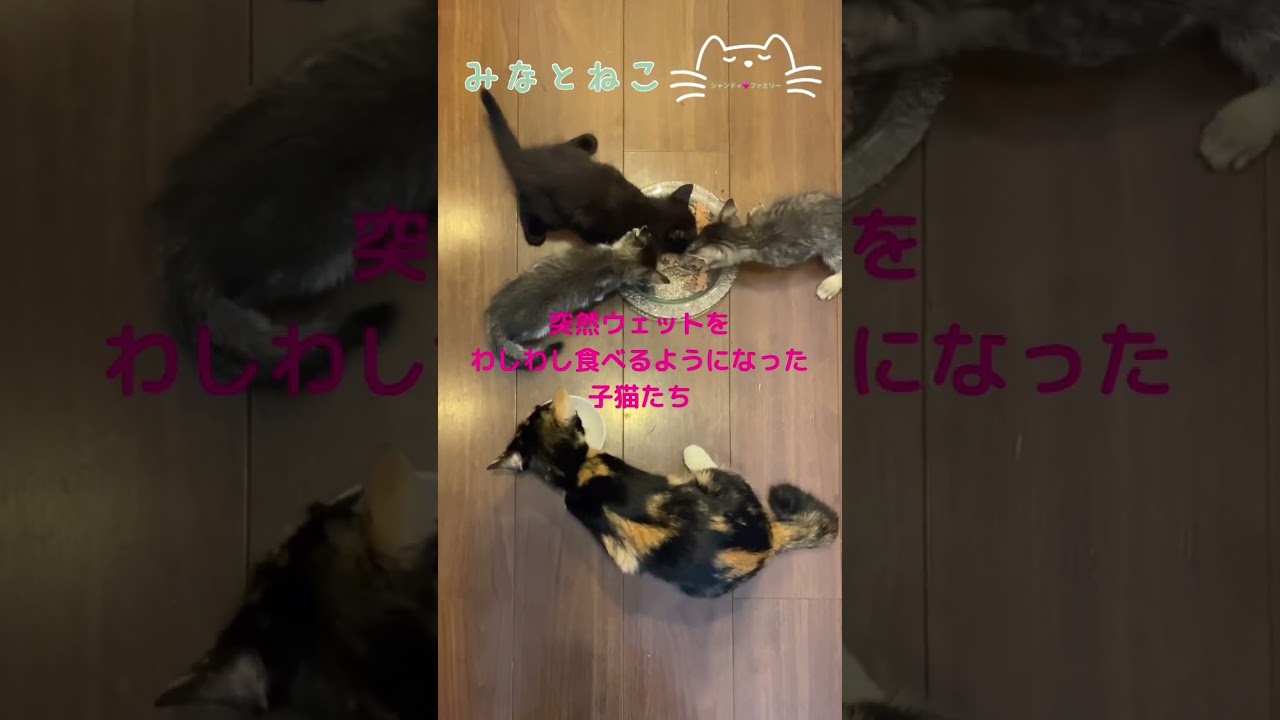 8/1生まれ★シャンティ ファミリー ⑨ ウェット爆食い★