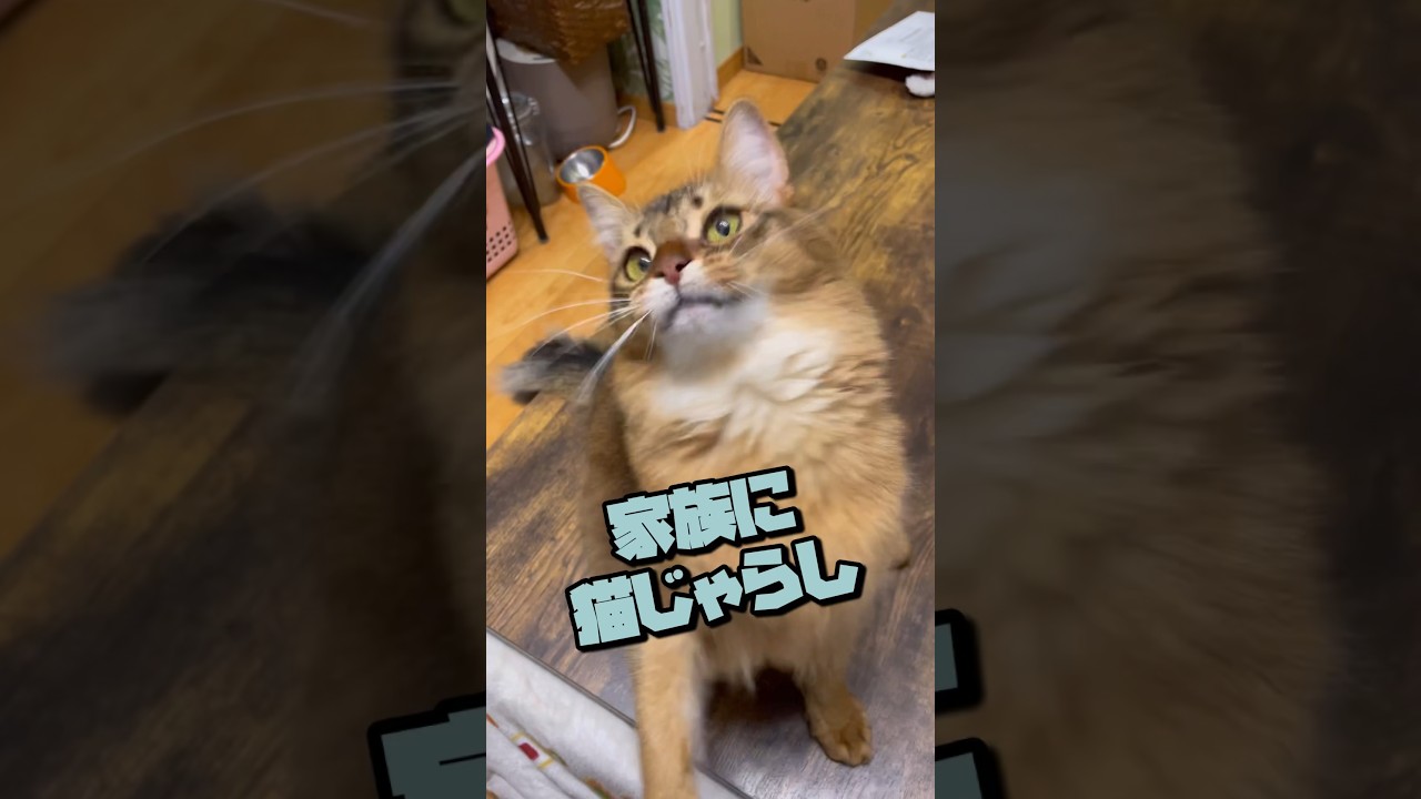 家族に猫じゃらしをしてみたら