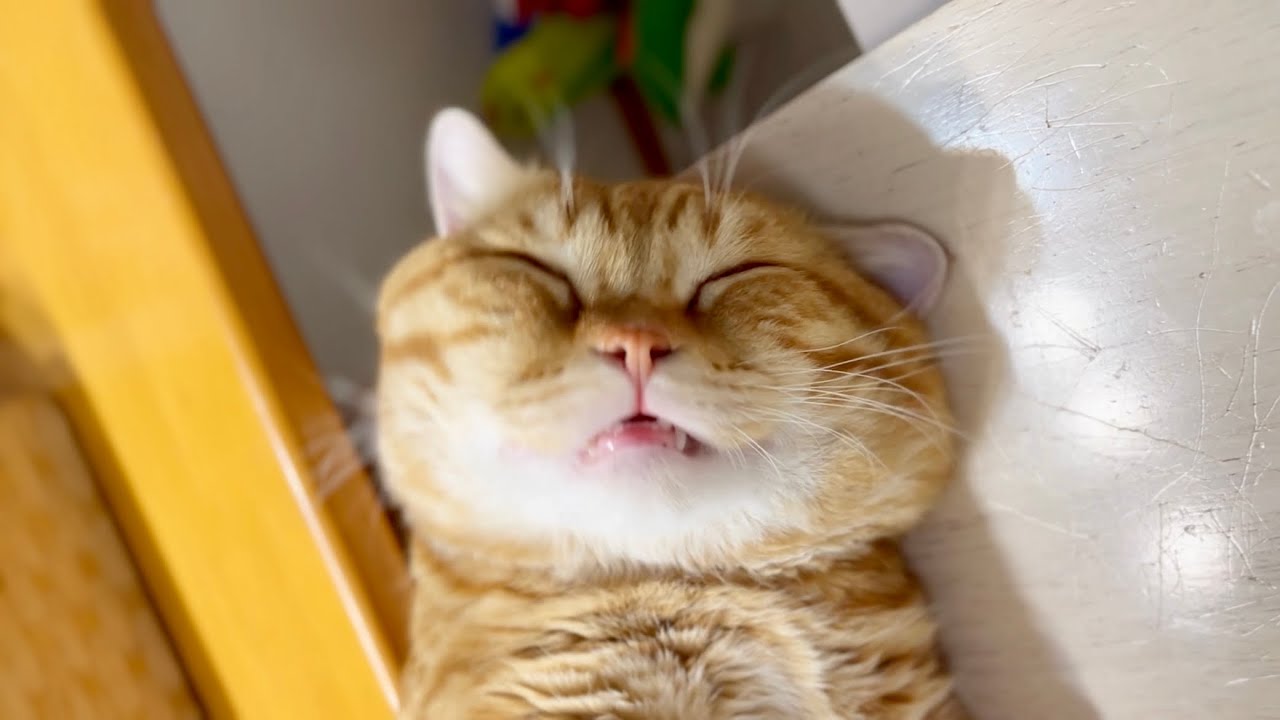 【癒し】ぽちゃくんのすごい寝顔 #猫 #マンチカン