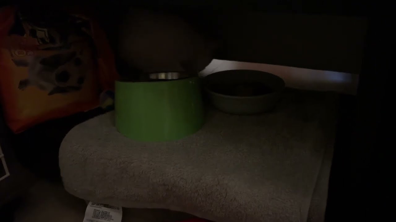 棚に住み着いた2日目の子猫。まだ、陰に隠れてます。