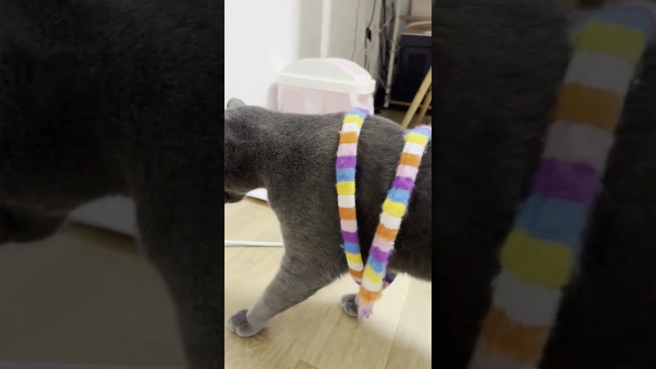 다롱이를 찾았습니다  축하드려요