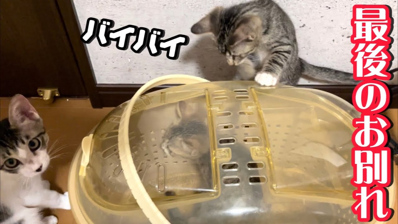 子猫の愛ちゃんが旅立ちました…