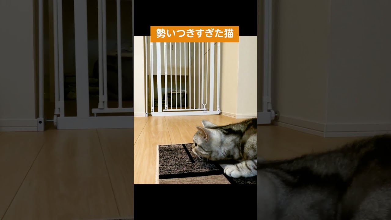 勢いつきすぎた猫 #shorts #アメショ #猫動画
