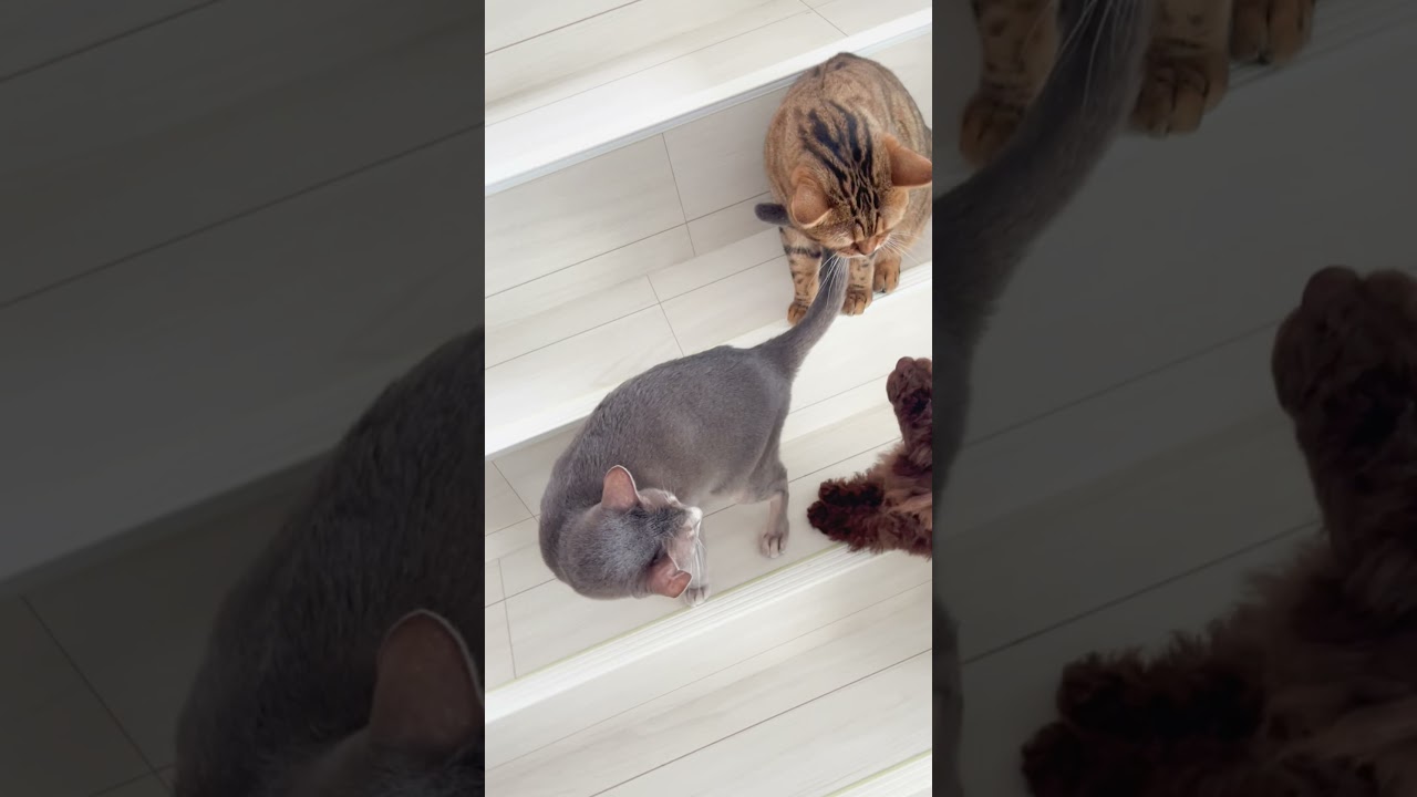 ※音量注意 おっとり猫が初めて怒る #ベンガル #cat #ラガマフィン